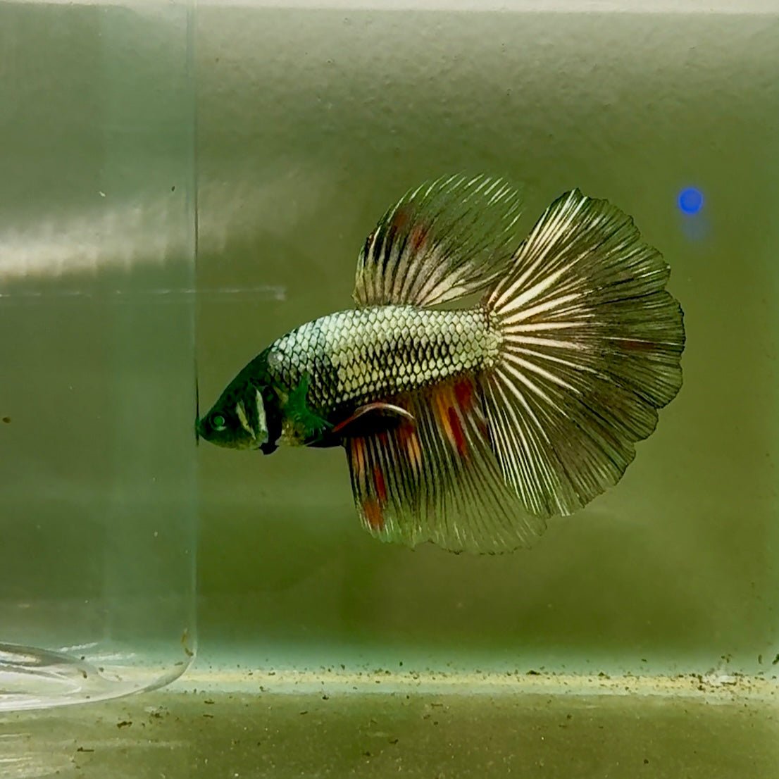 Betta macho verde tipo Plakat #10jul