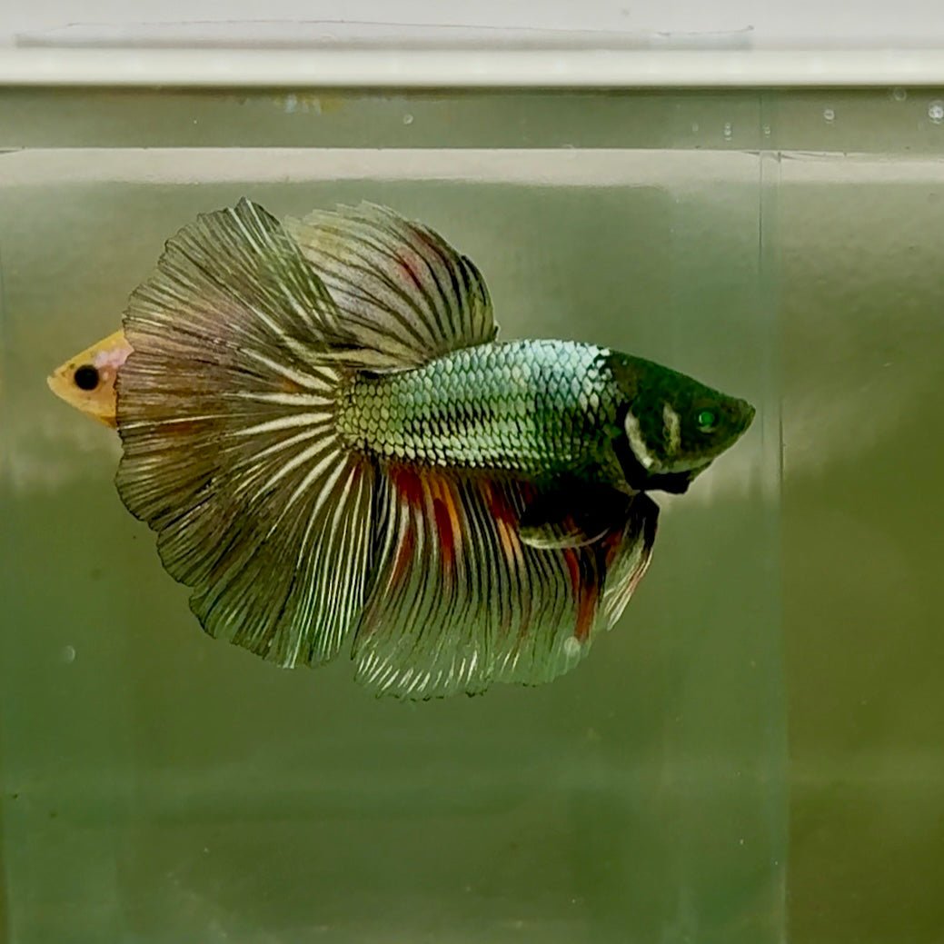 Betta macho verde tipo Plakat #10jul