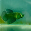Halfmoon Hulk Green Eye Female Betta Ma41