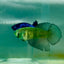 Halfmoon Hulk Green Eye Female Betta Ma41