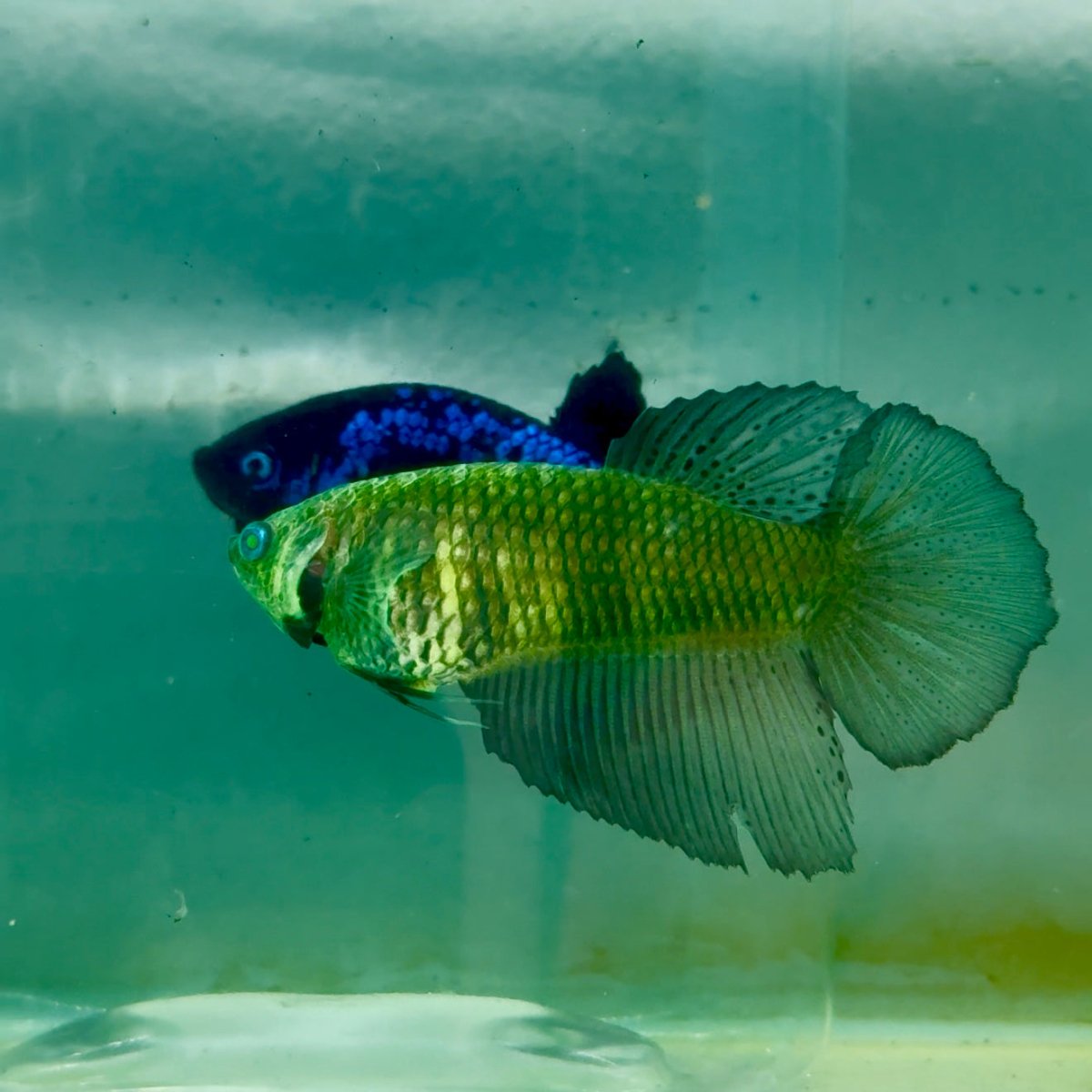 Halfmoon Hulk Green Eye Female Betta Ma41