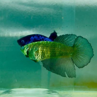 Halfmoon Hulk Green Eye Female Betta Ma41