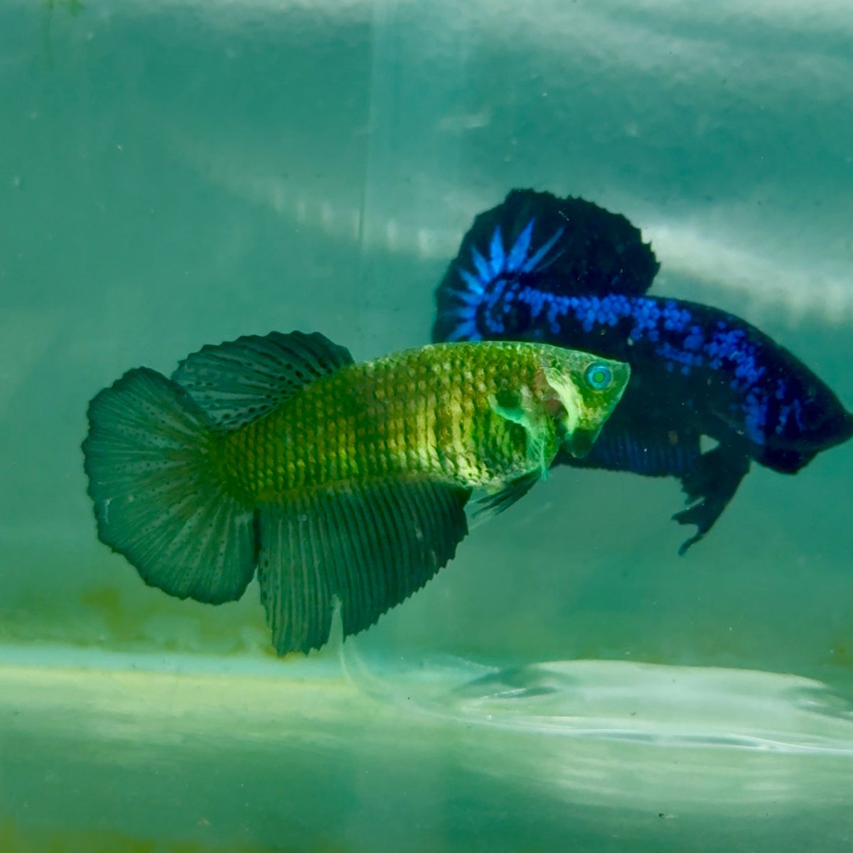 Halfmoon Hulk Green Eye Female Betta Ma41