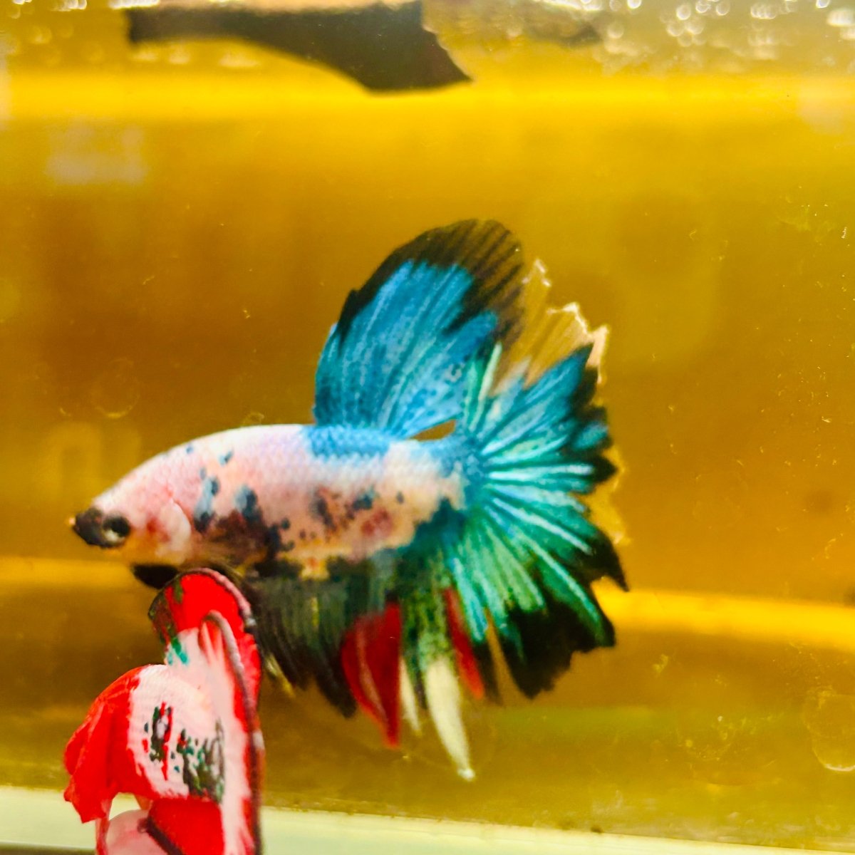 Halfmoon Koi Candy - Male Betta #Au51