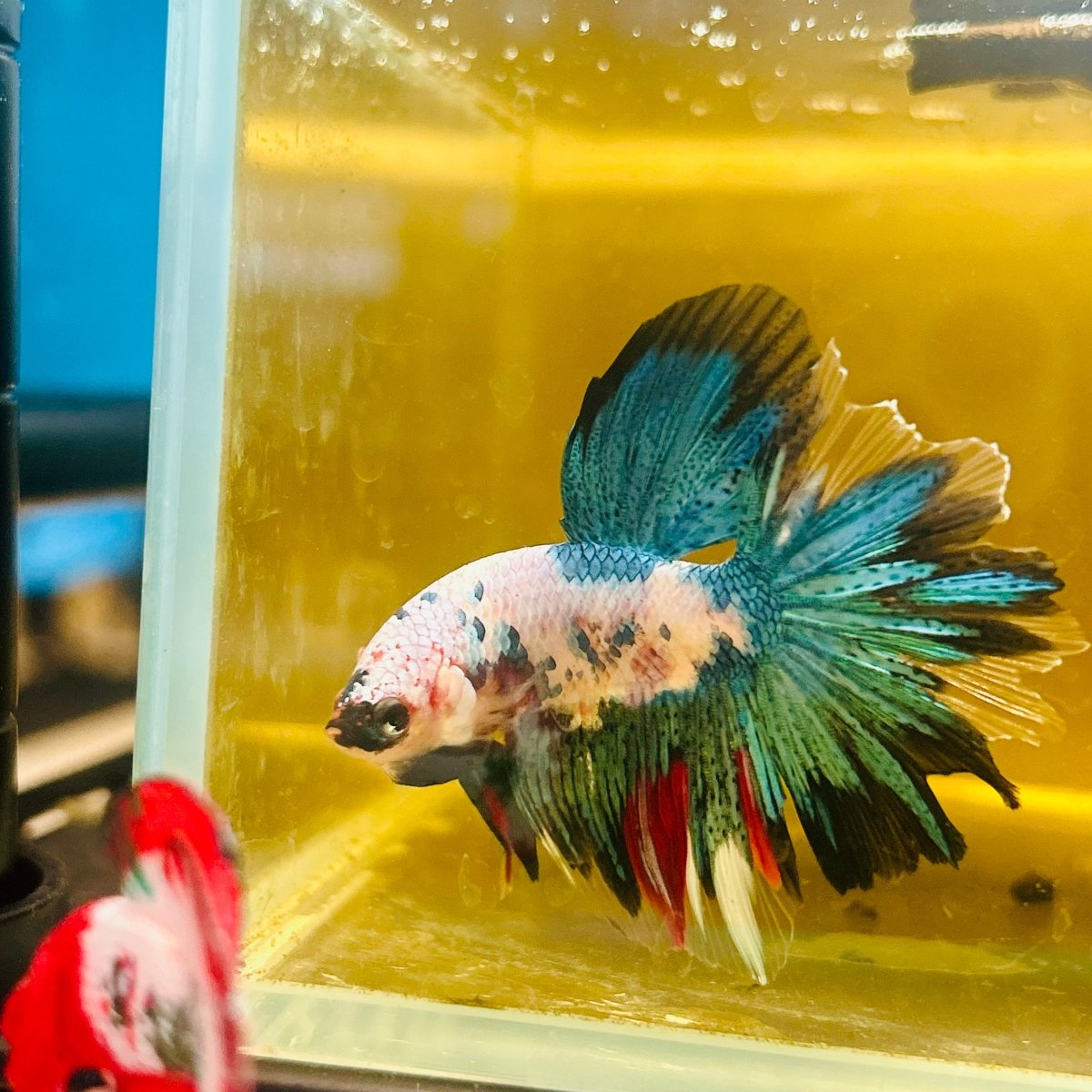 Halfmoon Koi Candy - Male Betta #Au51