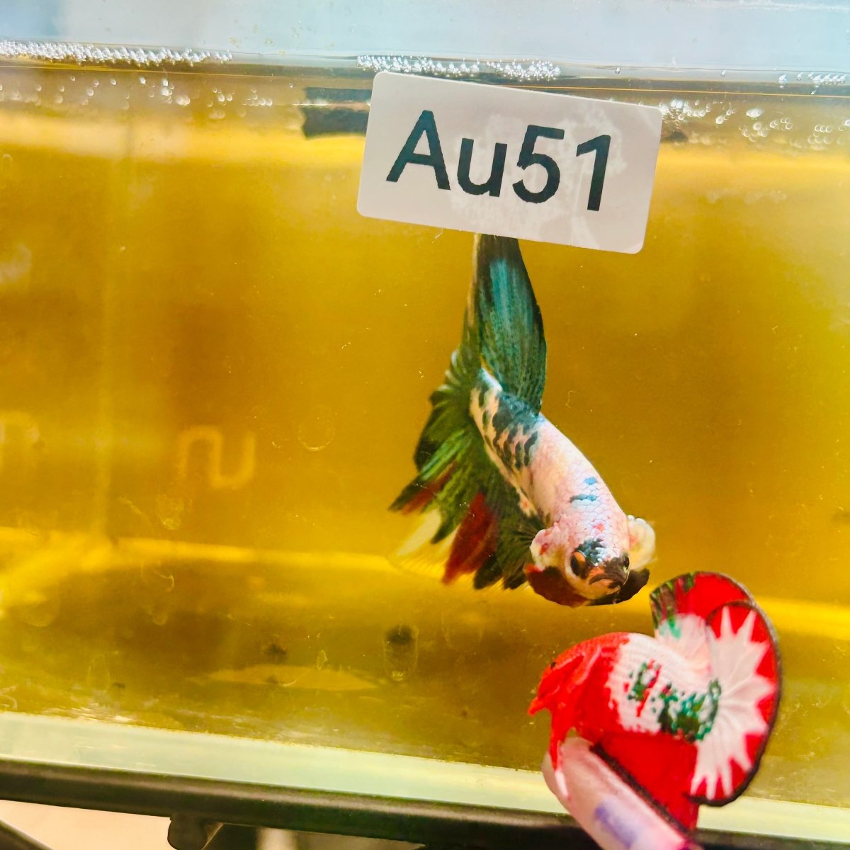 Halfmoon Koi Candy - Male Betta #Au51