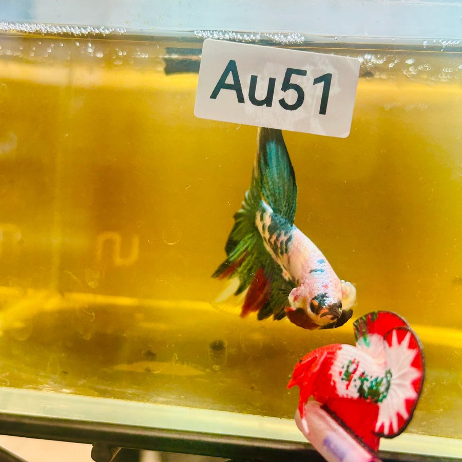 Halfmoon Koi Candy - Male Betta Au51 Live Betta Fish Male betta