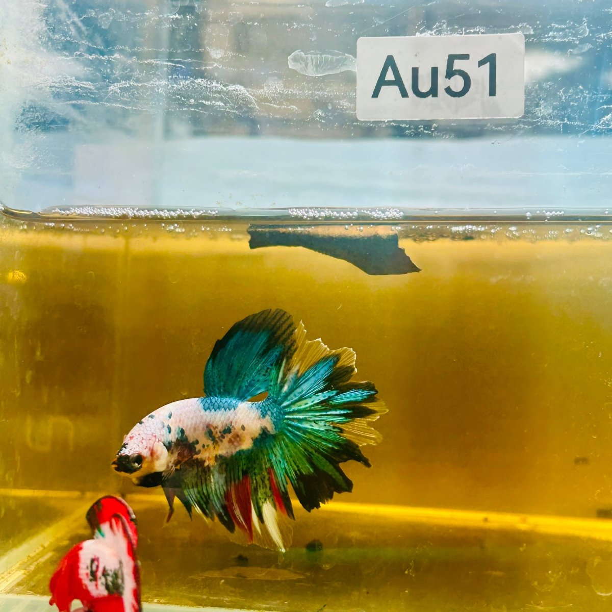 Halfmoon Koi Candy - Male Betta #Au51