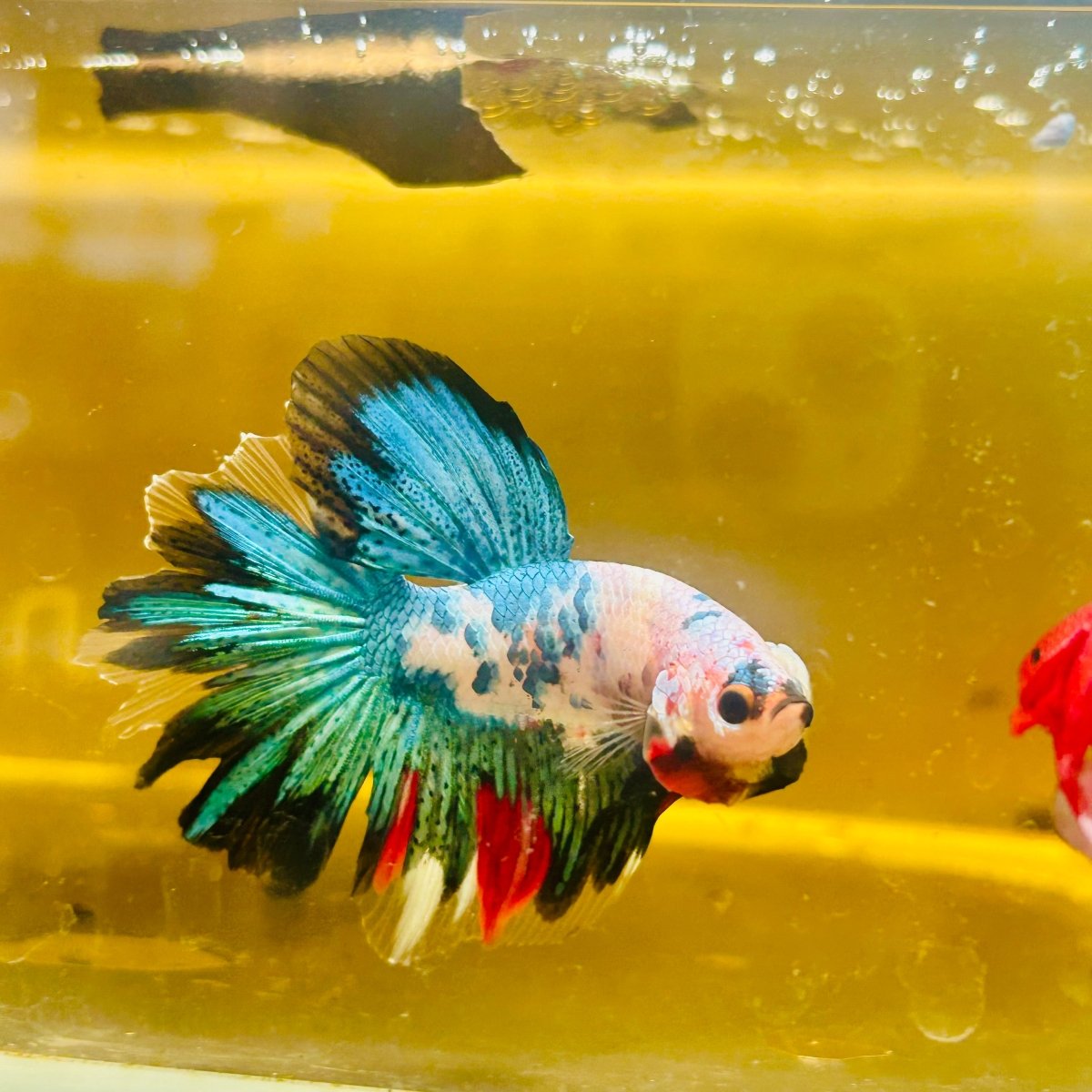 Halfmoon Koi Candy - Male Betta #Au51