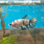 Halfmoon Koi Copper Female Betta 095