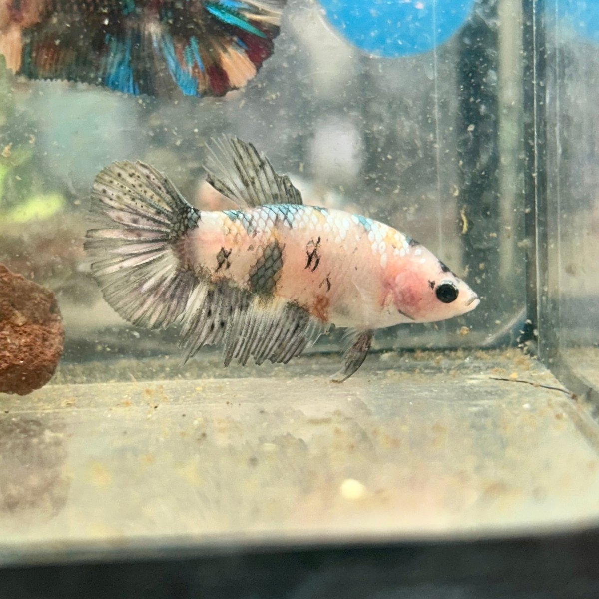 Halfmoon Koi Copper Female Betta 095