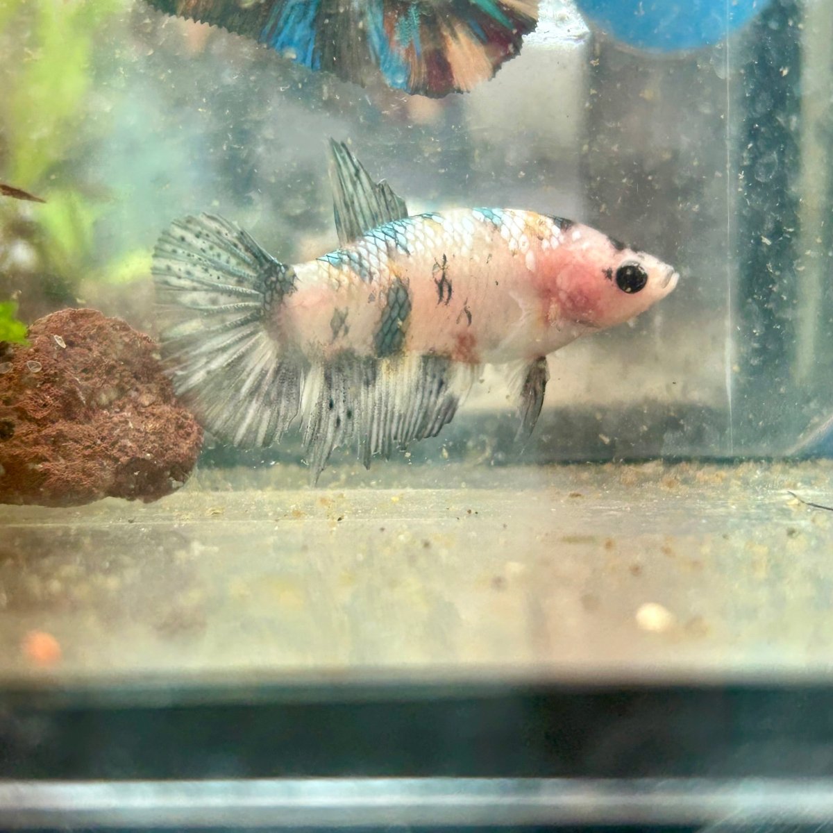 Halfmoon Koi Copper Female Betta 095