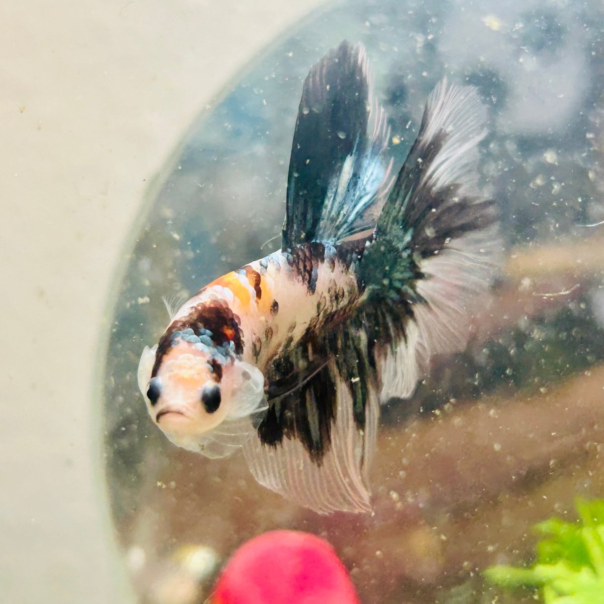 Halfmoon Koi Copper Male Betta 119