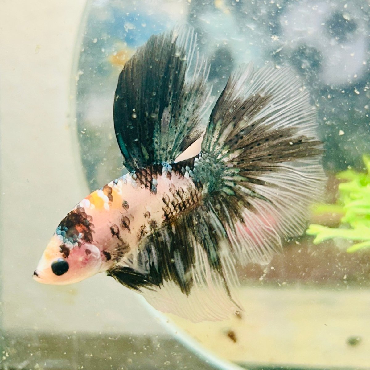 Halfmoon Koi Copper Male Betta 119