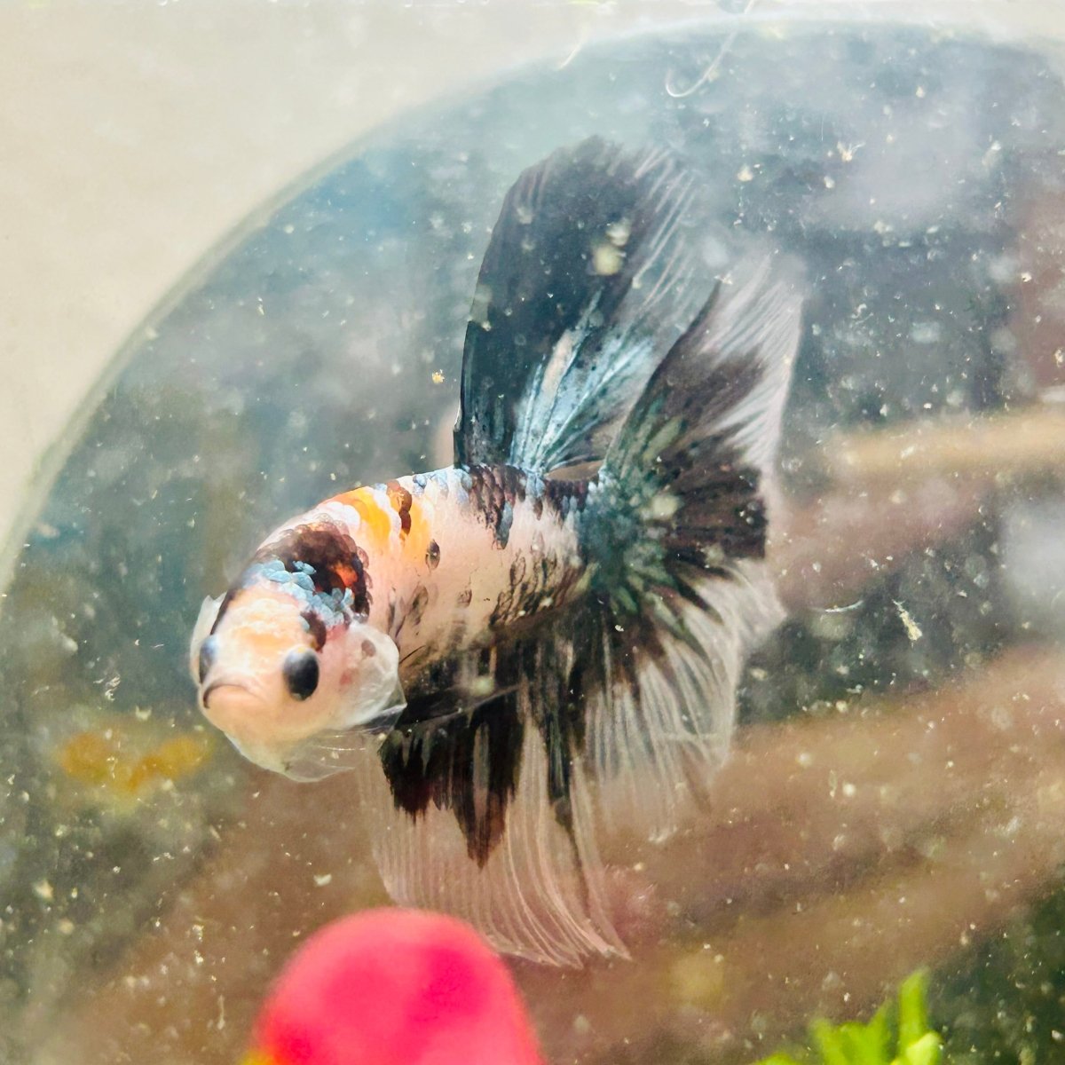 Halfmoon Koi Copper Male Betta 119