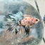 Halfmoon Koi Copper Male Betta J53