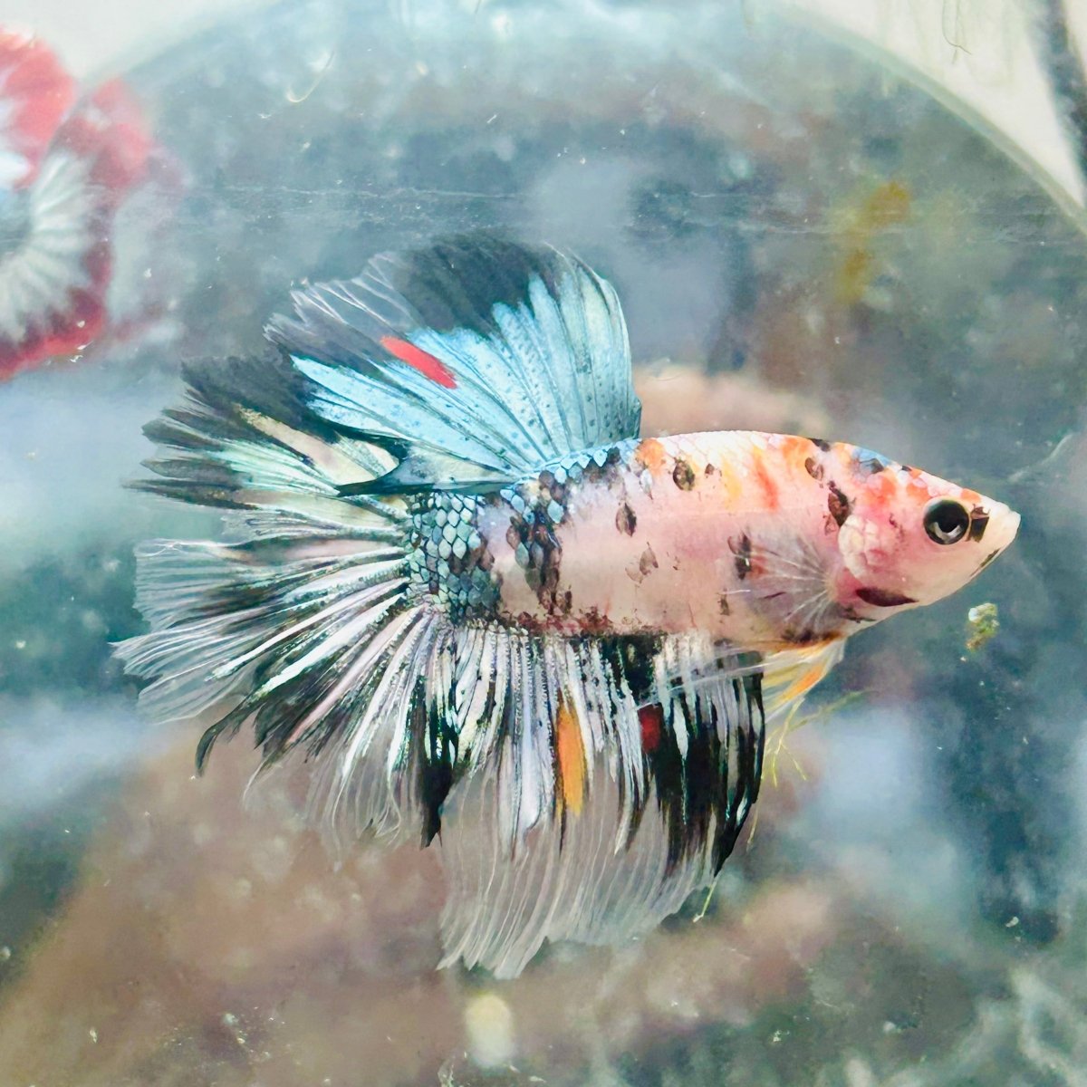 Halfmoon Koi Copper Male Betta J53