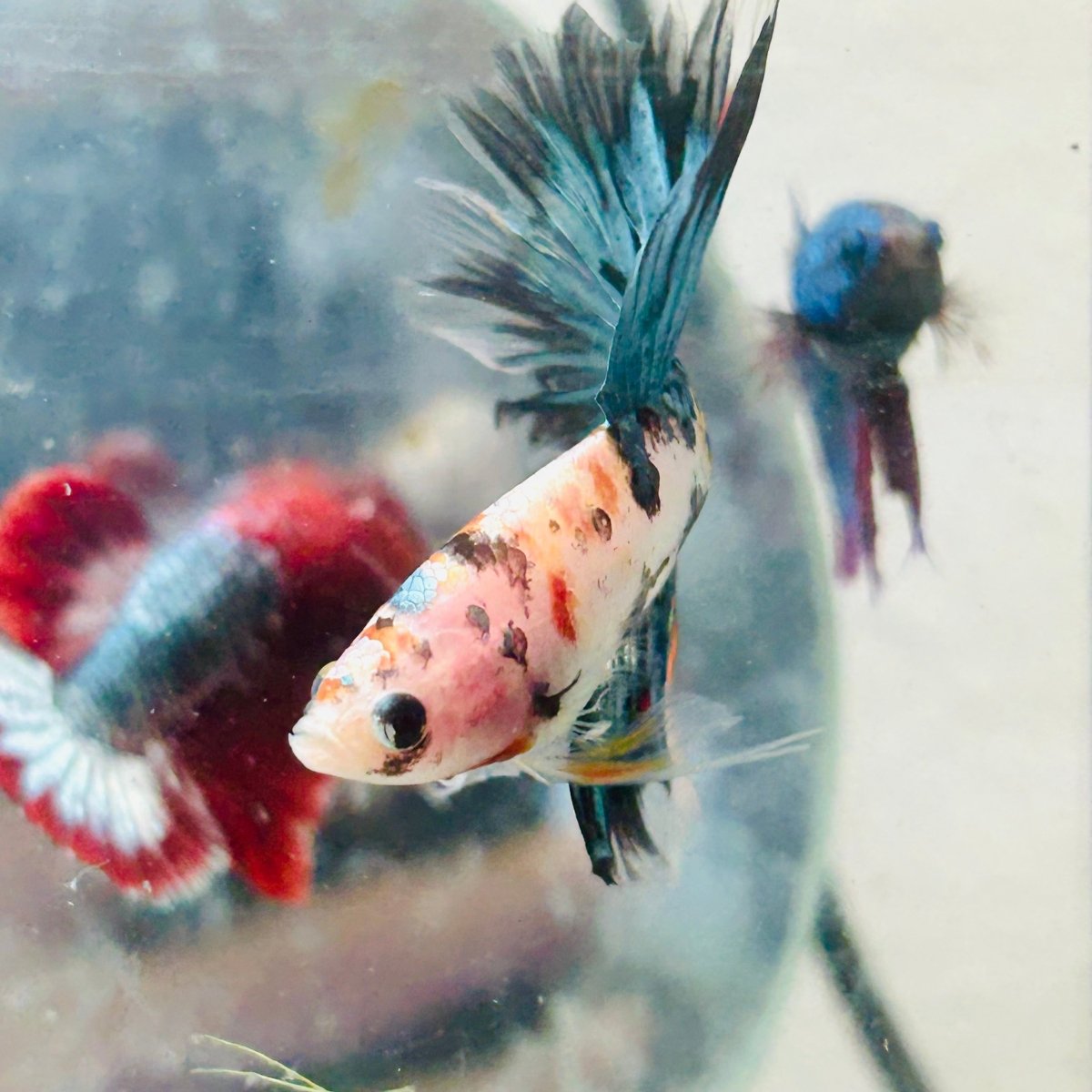 Halfmoon Koi Copper Male Betta J53