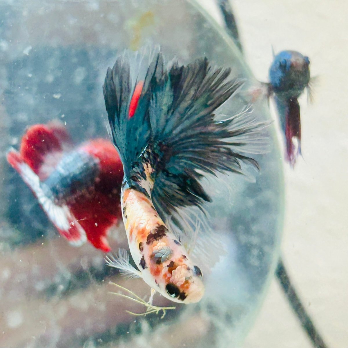 Halfmoon Koi Copper Male Betta J53