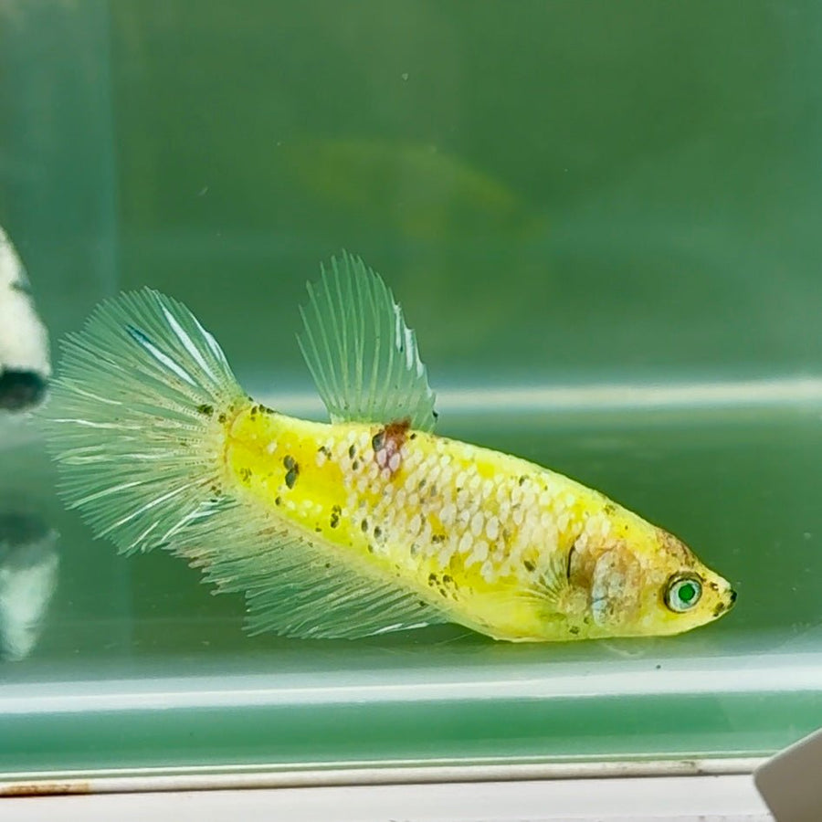 Halfmoon Koi Green Eye Female Betta Au39 Live Betta Fish Female betta