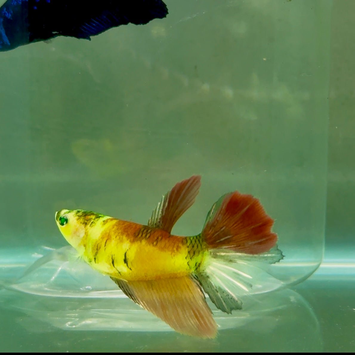Halfmoon Koi Green Eye Female Betta #Ju44