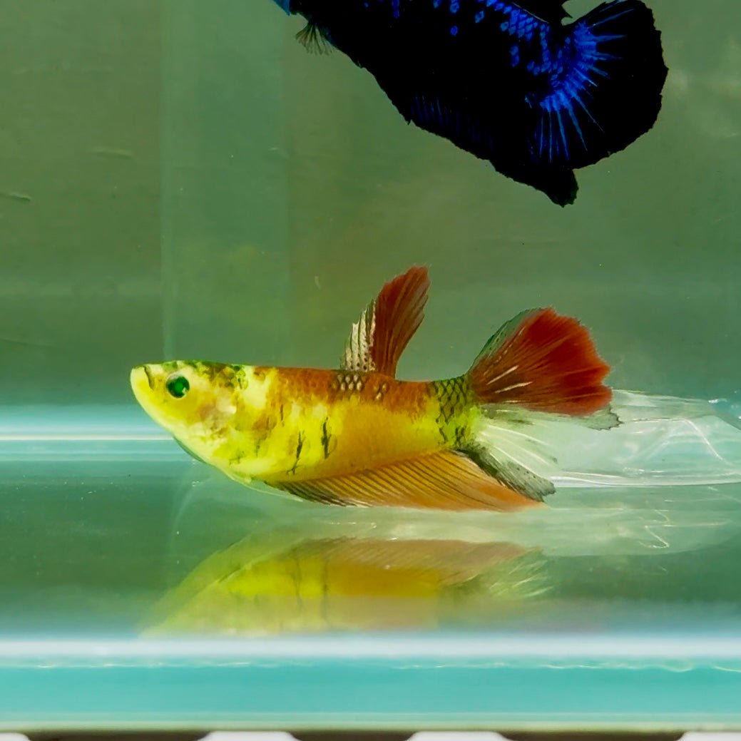 Halfmoon Koi Green Eye Female Betta #Ju44