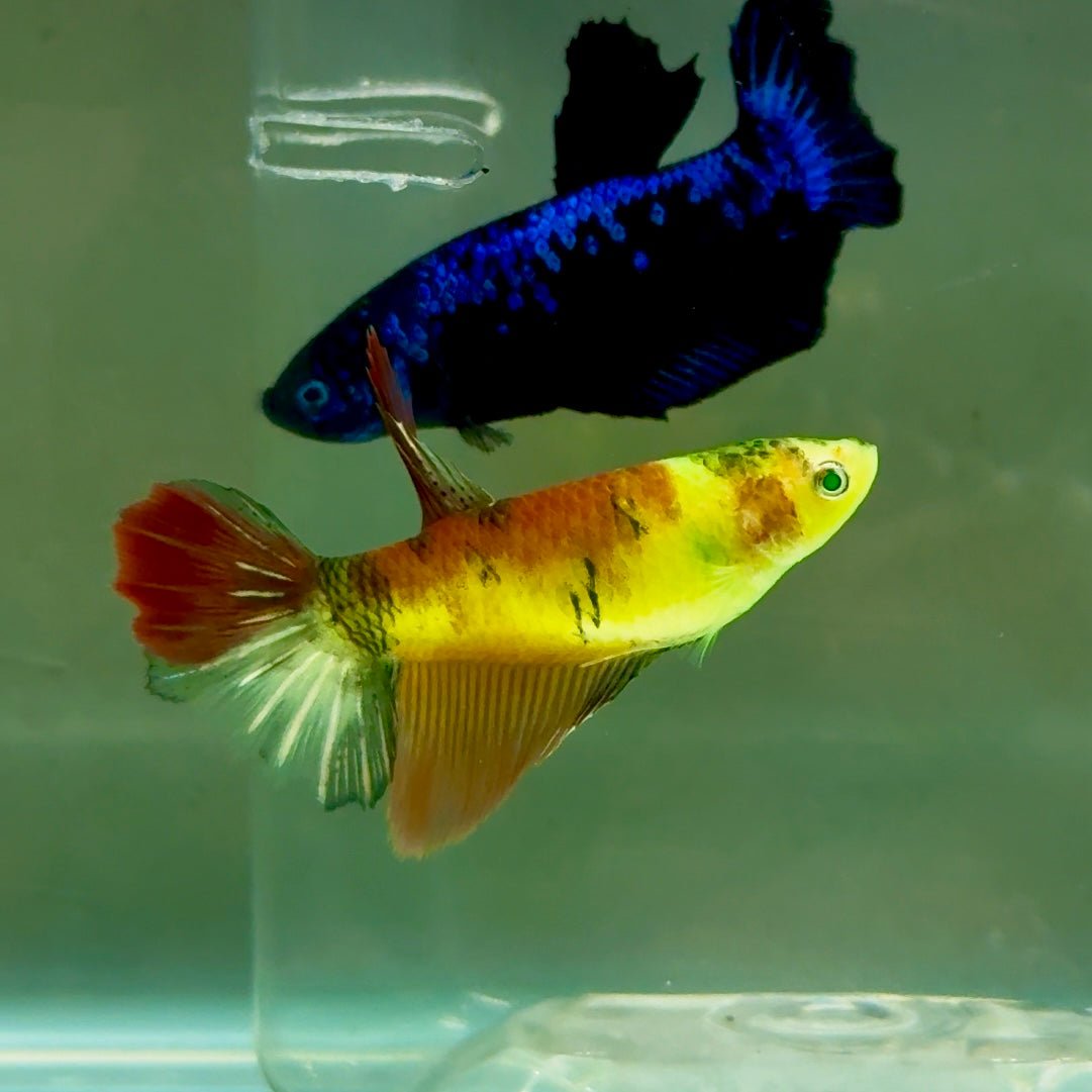 Halfmoon Koi Green Eye Female Betta #Ju44