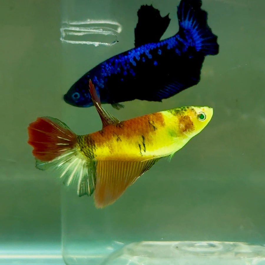 Halfmoon Koi Green Eye Female Betta Ju44 Live Betta Fish Female betta