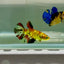 Halfmoon Koi Green Eye Female Betta Ju57 Female betta