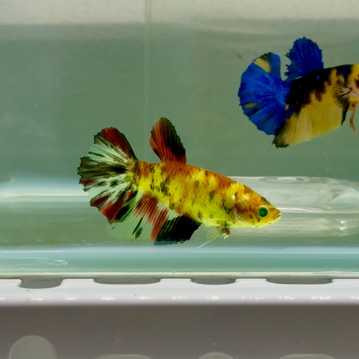 Halfmoon Koi Green Eye Female Betta Ju57 Female betta