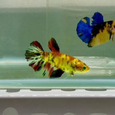 Halfmoon Koi Green Eye Female Betta Ju57 Female betta