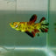 Halfmoon Koi Green Eye Female Betta Ju57 Female betta