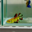 Halfmoon Koi Green Eye Female Betta Ju57 Female betta