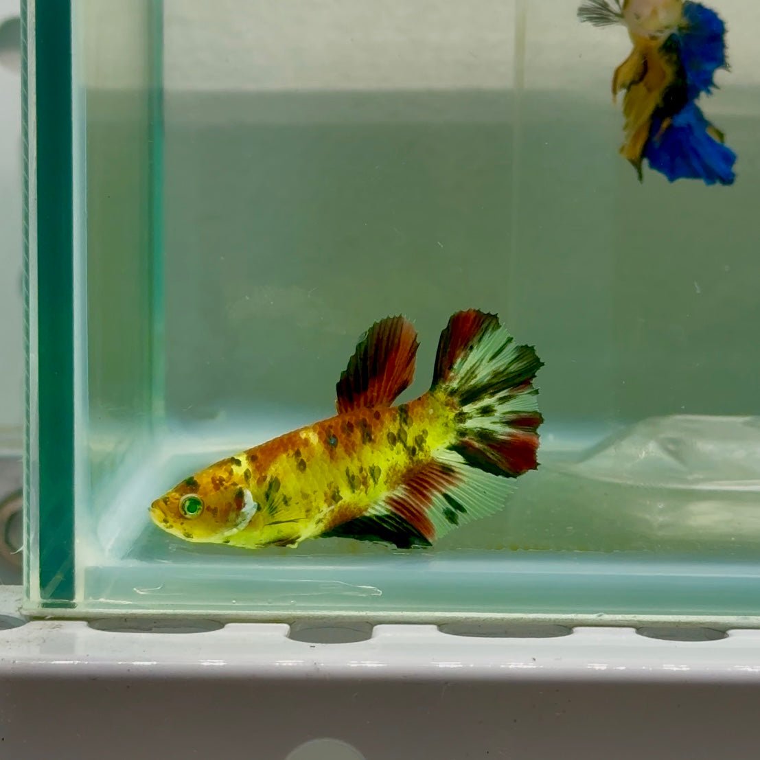 Halfmoon Koi Green Eye Female Betta Ju57 Female betta