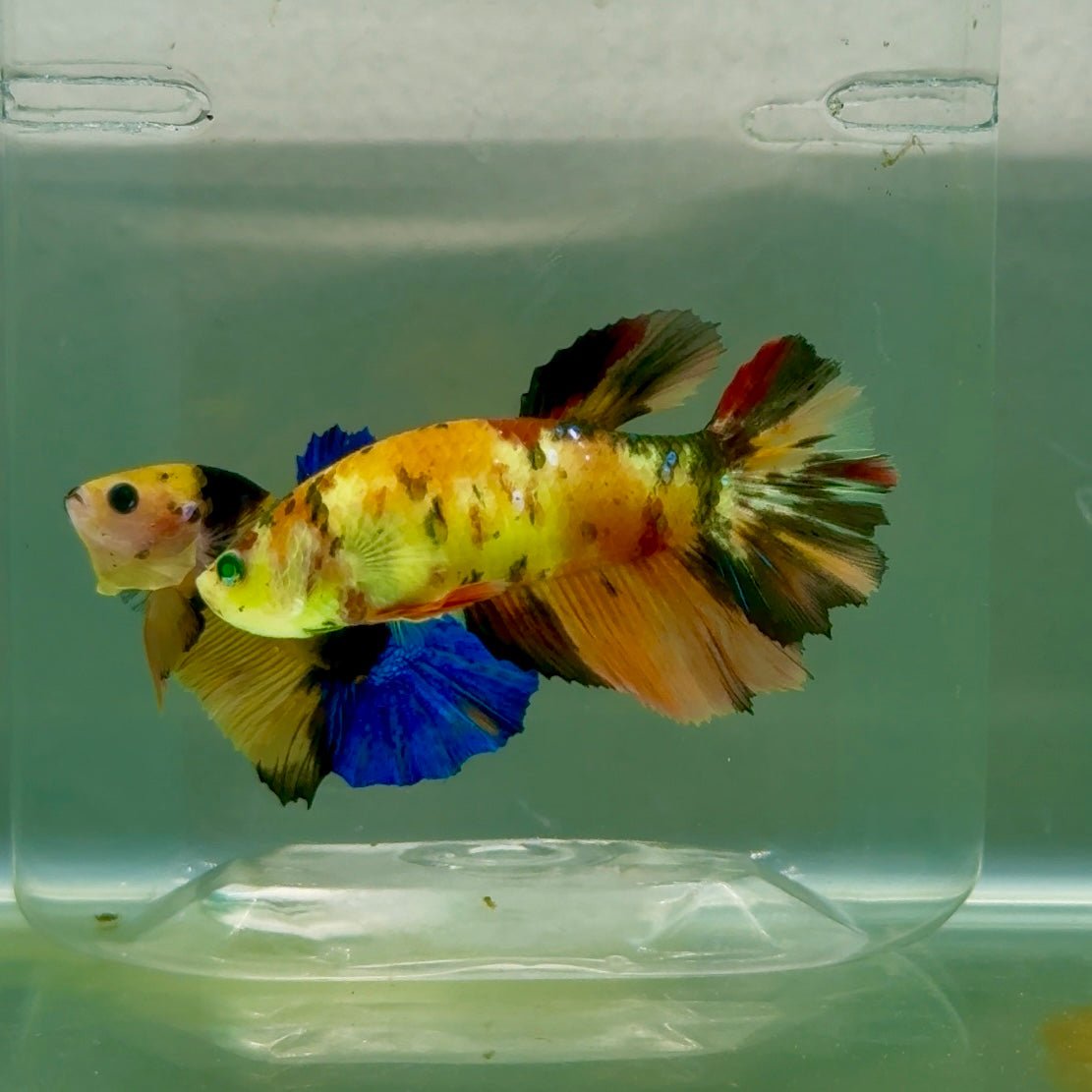 Halfmoon Koi Green Eye Female Betta #Ju58
