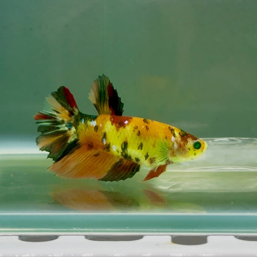 Halfmoon Koi Green Eye Female Betta Ju58 Female betta