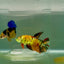 Halfmoon Koi Green Eye Female Betta Ju58 Female betta