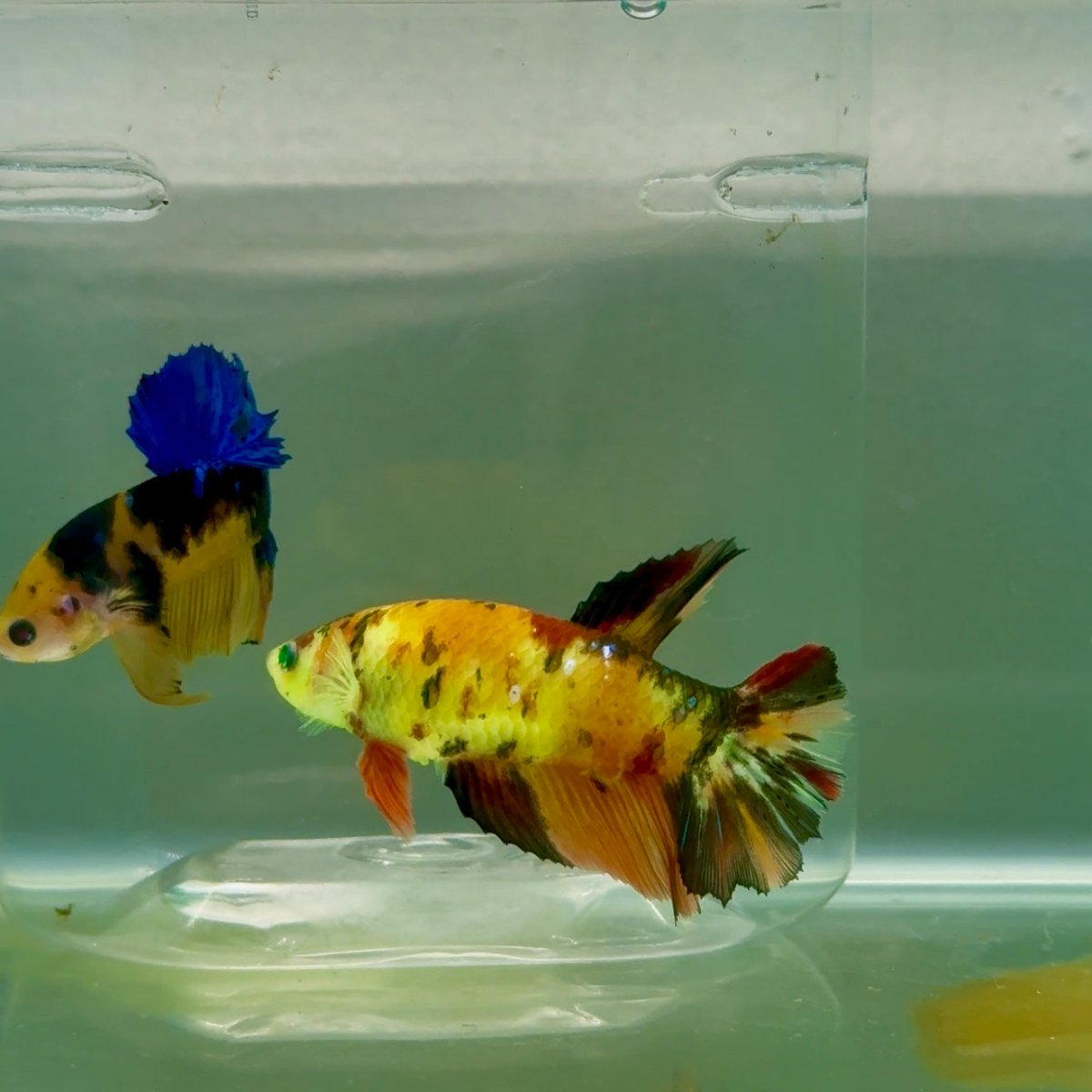 Halfmoon Koi Green Eye Female Betta #Ju58