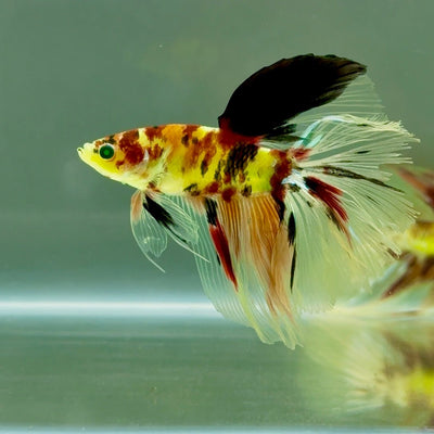 Halfmoon Koi Green Eye Male Betta Ju22 Live Betta Fish Male betta