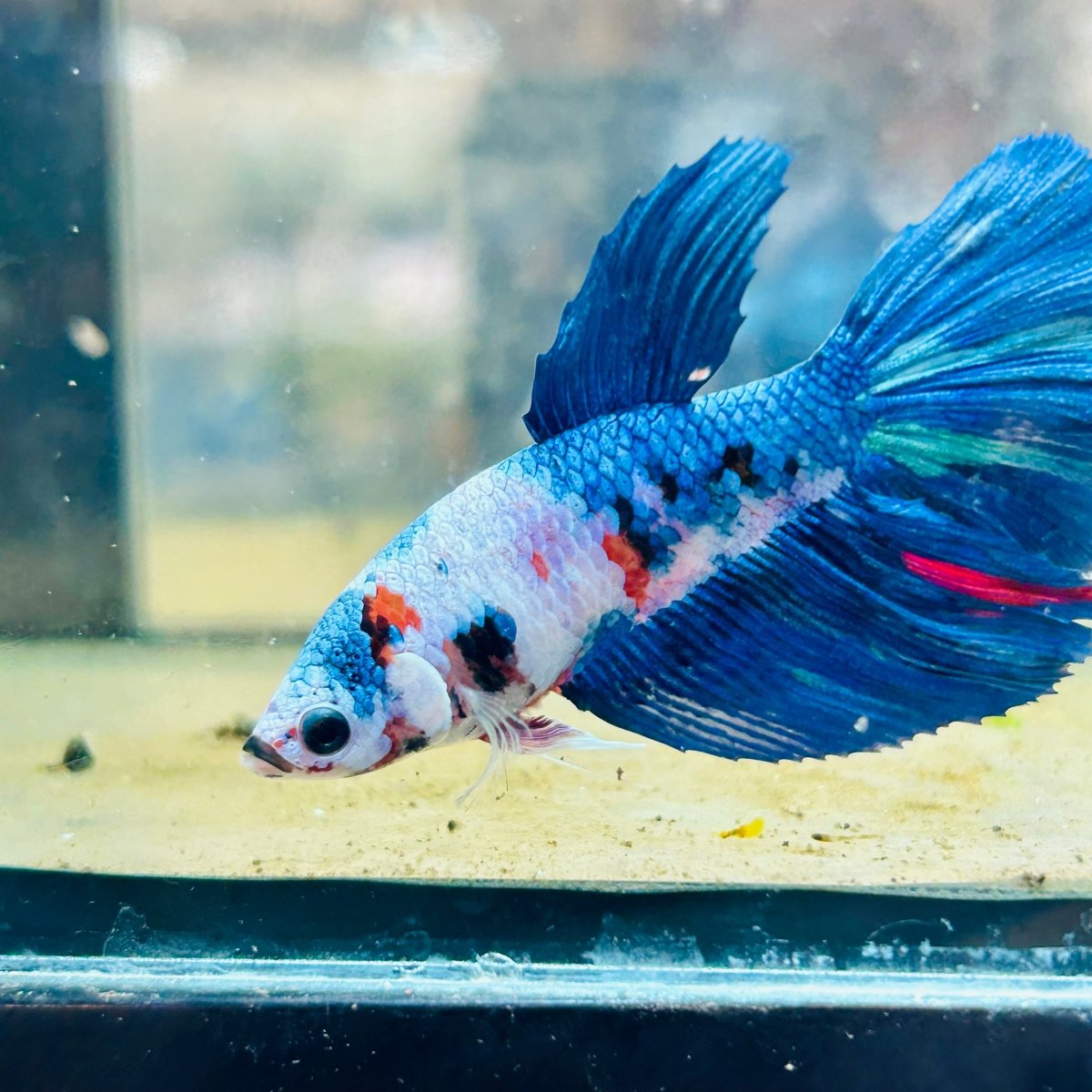 Halfmoon Koi Multicolor Female Betta #023