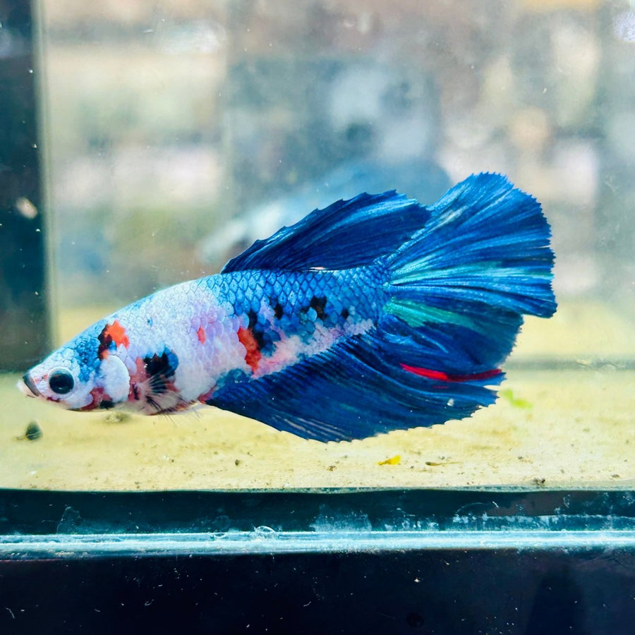 Halfmoon Koi Multicolor Female Betta 023 Live Betta Fish Female betta