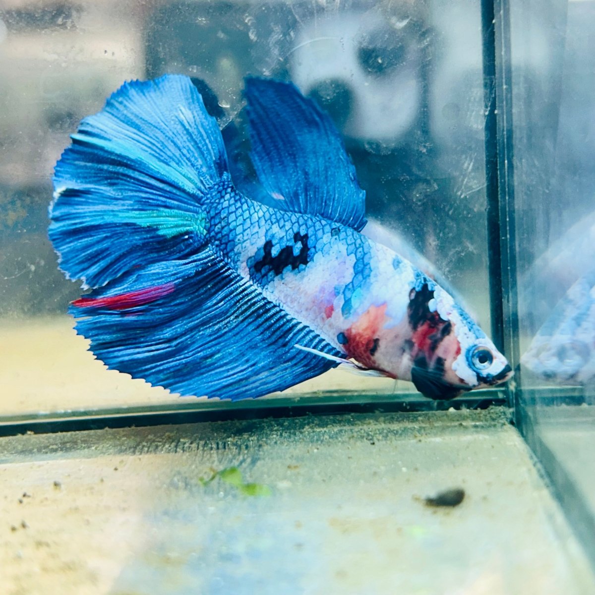Halfmoon Koi Multicolor Female Betta 023 Live Betta Fish Female betta