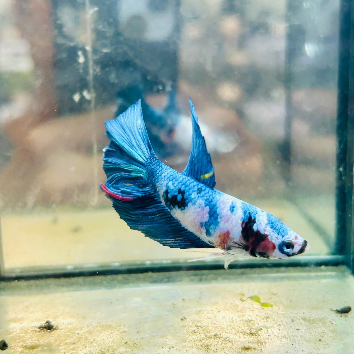 Halfmoon Koi Multicolor Female Betta #023