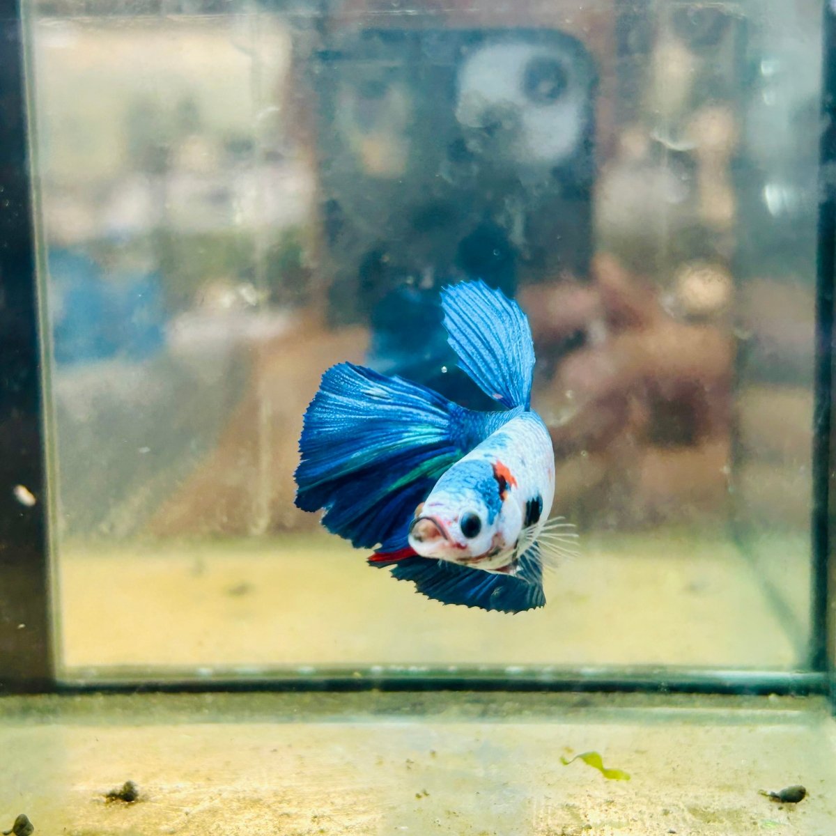 Halfmoon Koi Multicolor Female Betta #023