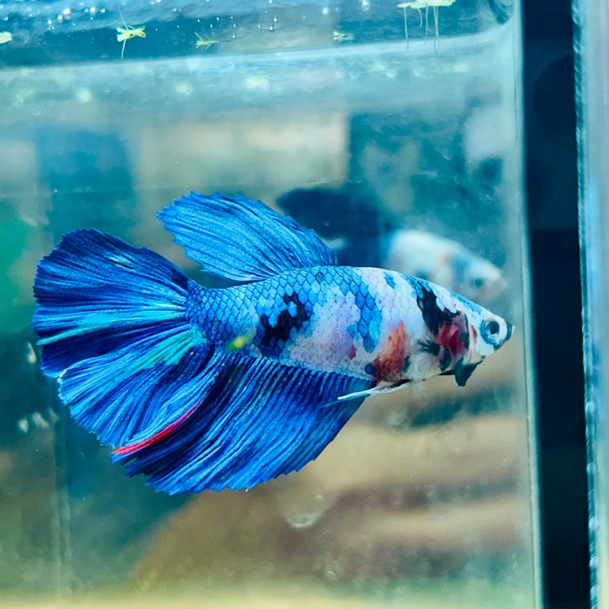 Halfmoon Koi Multicolor Female Betta #023