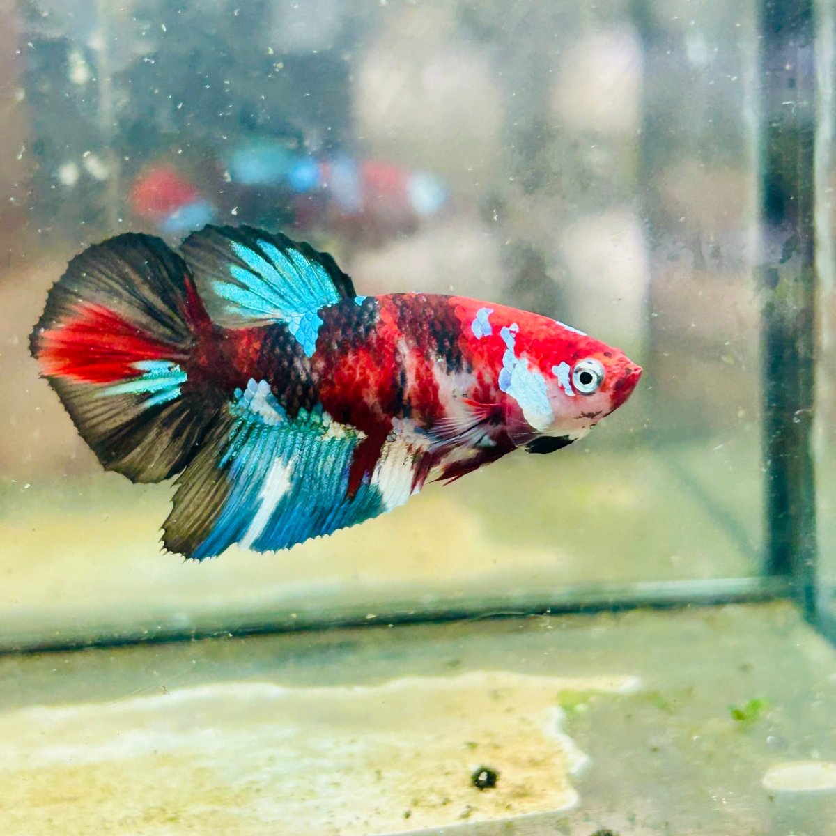 Halfmoon Koi Multicolor Female Betta #089