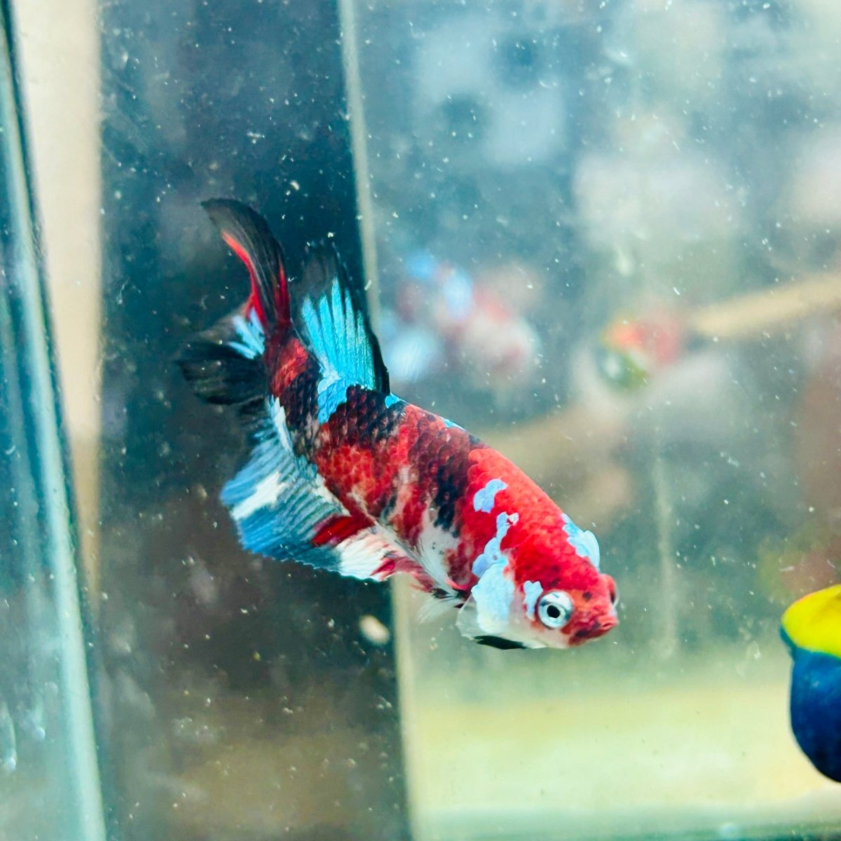 Halfmoon Koi Multicolor Female Betta 089 Female betta