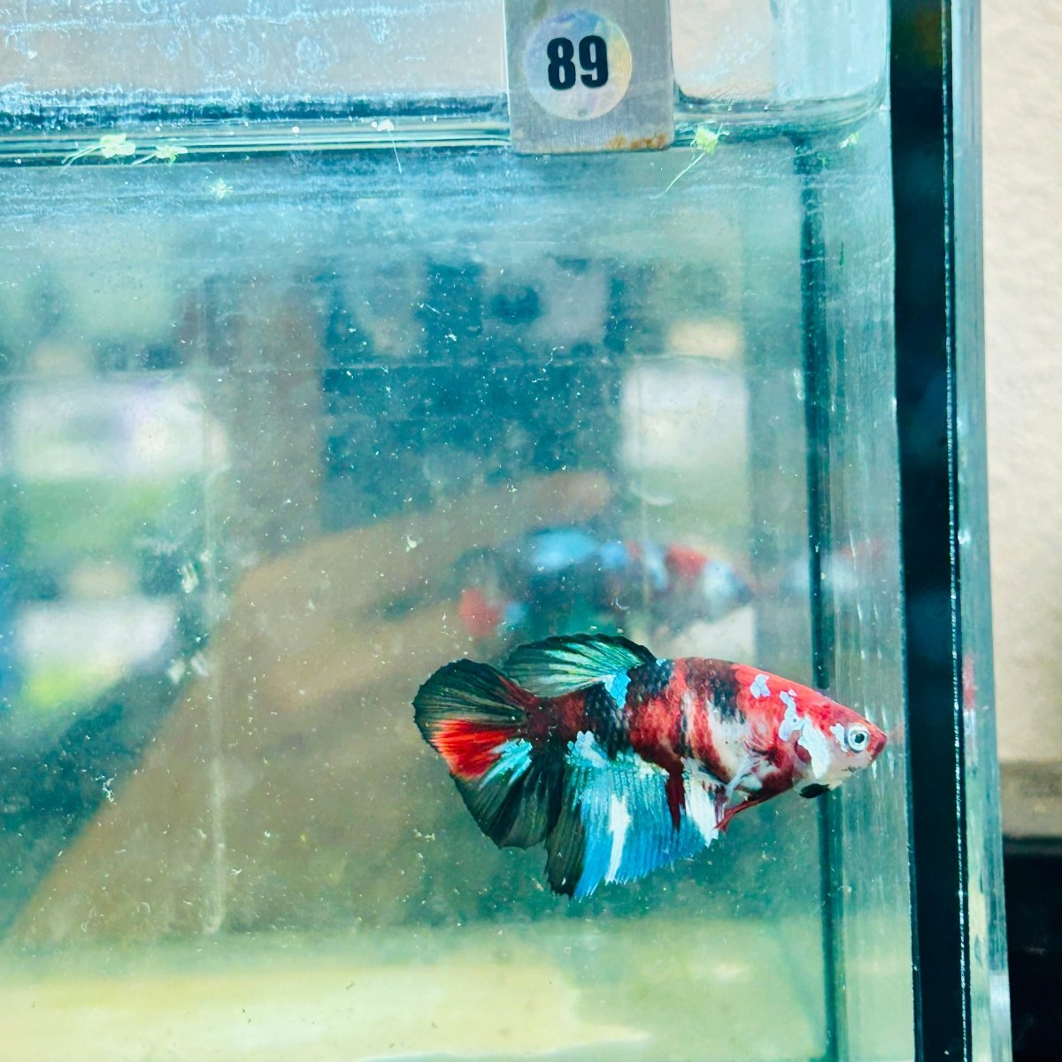 Halfmoon Koi Multicolor Female Betta #089