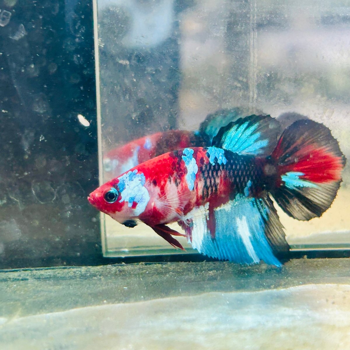 Halfmoon Koi Multicolor Female Betta #089