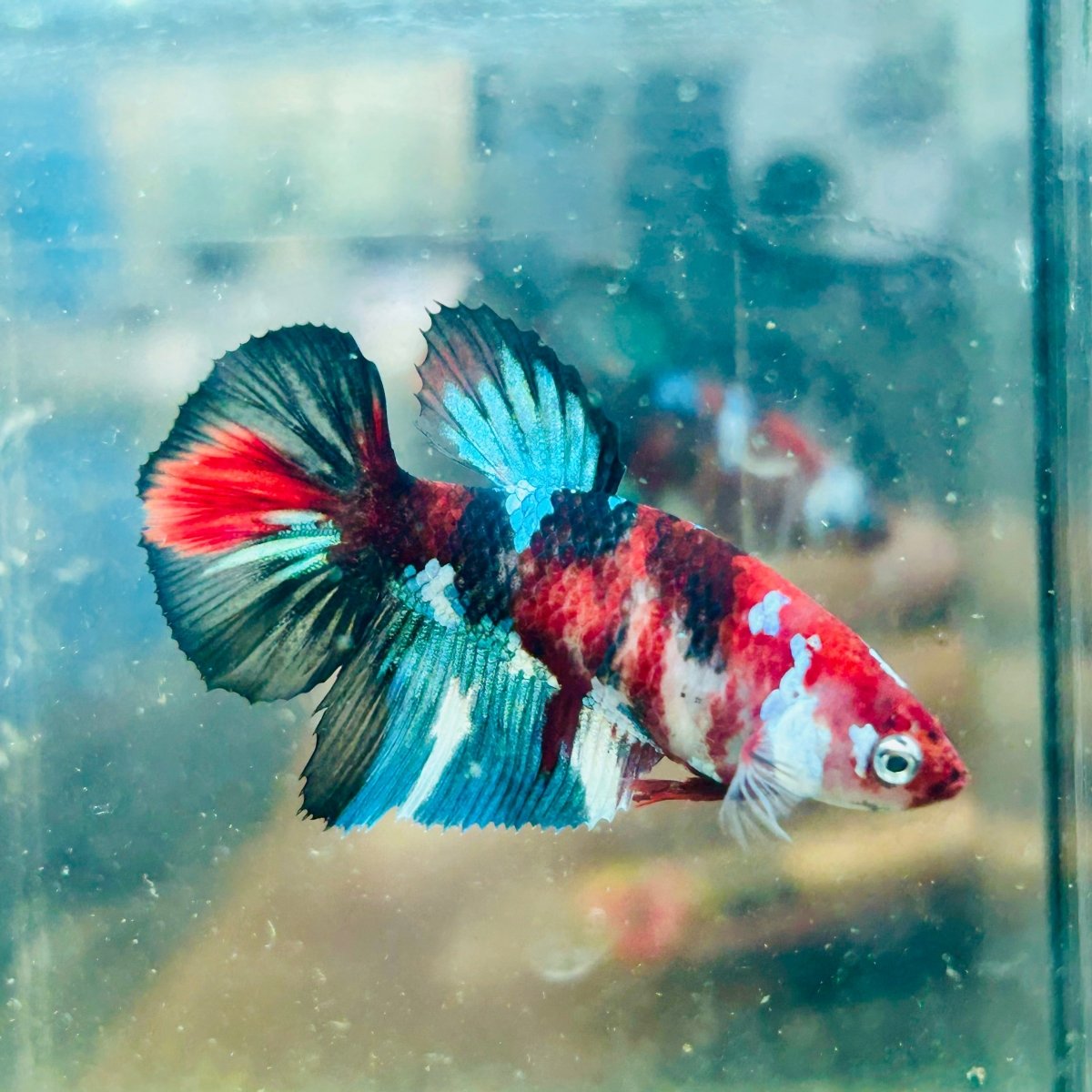 Halfmoon Koi Multicolor Female Betta 089 Female betta